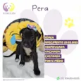 Pera
