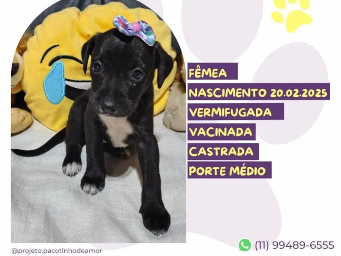 Cachorro ra a SRD-ViraLata idade Abaixo de 2 meses nome Pera