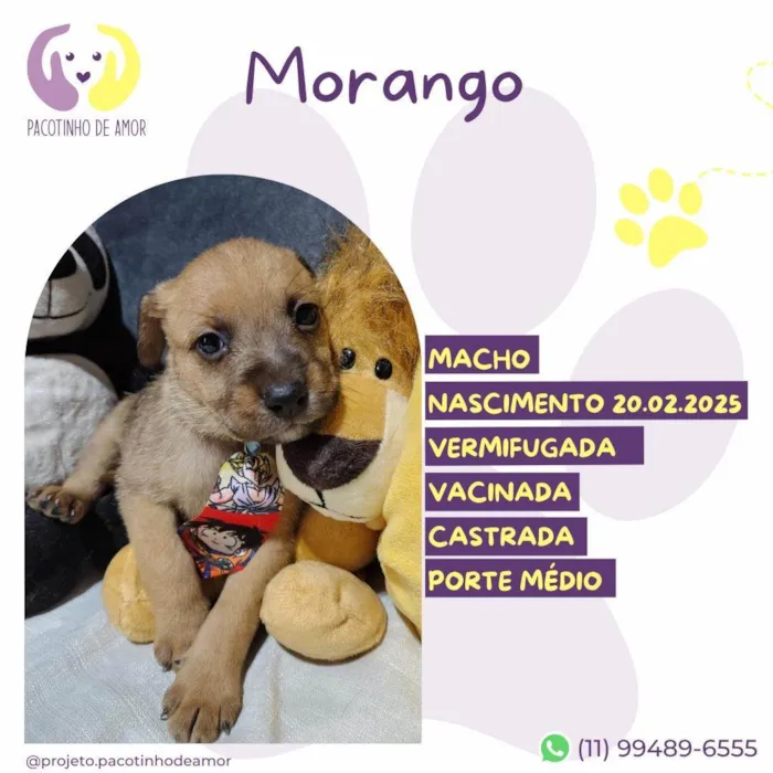 Cachorro ra a SRD-ViraLata idade Abaixo de 2 meses nome Morango 