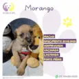 Morango