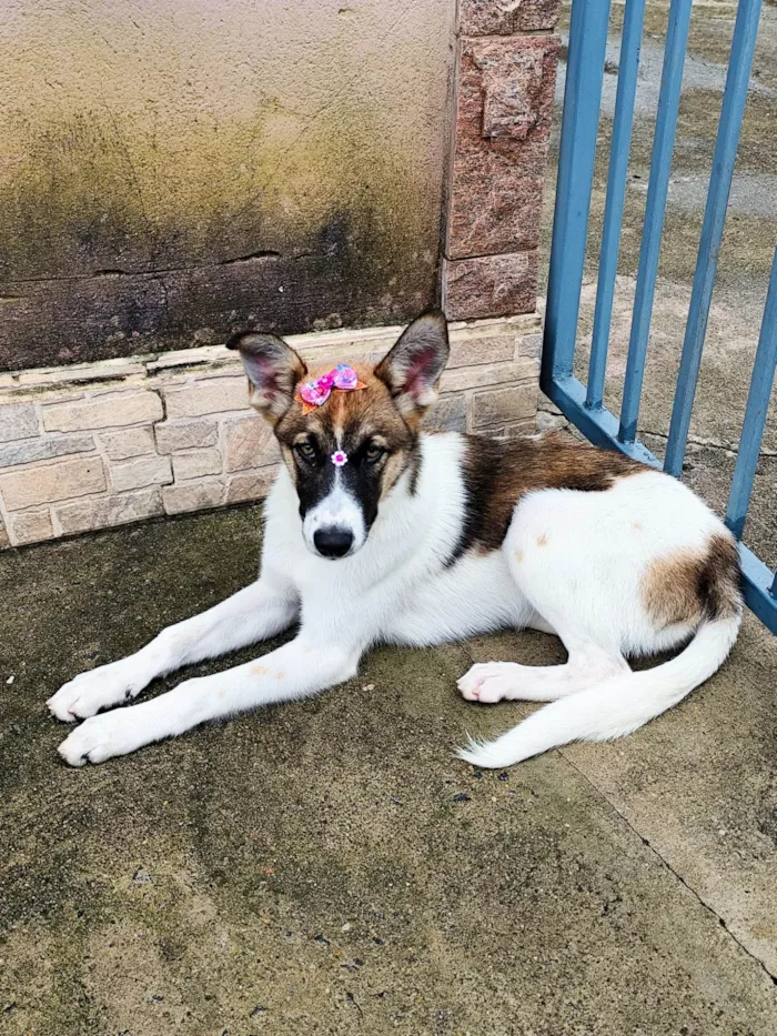 Cachorro ra a SRD-ViraLata idade 2 a 6 meses nome Não tem um nome.