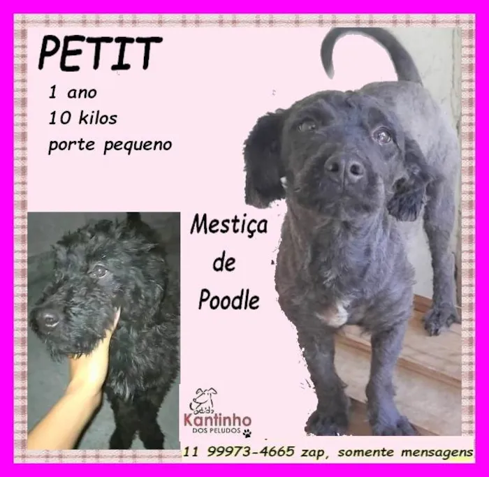Cachorro ra a SRD-ViraLata idade 1 ano nome Petit