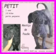 Petit