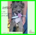 Sapeca