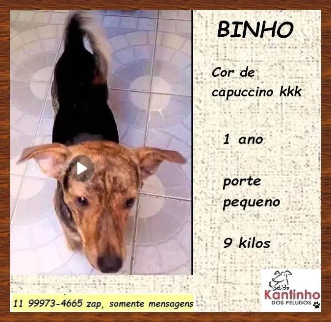 Cachorro ra a SRD-ViraLata idade 1 ano nome Binho 