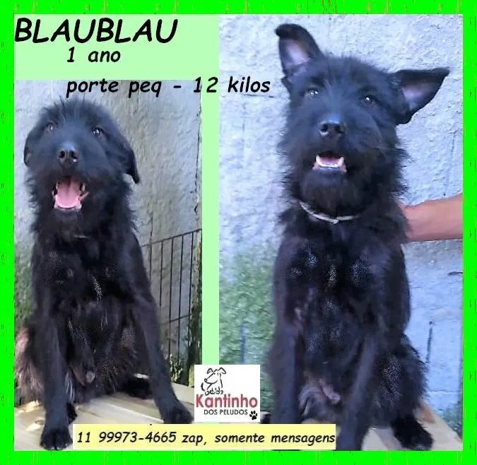 Cachorro ra a SRD-ViraLata idade 1 ano nome Blaublau
