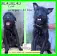 Blaublau