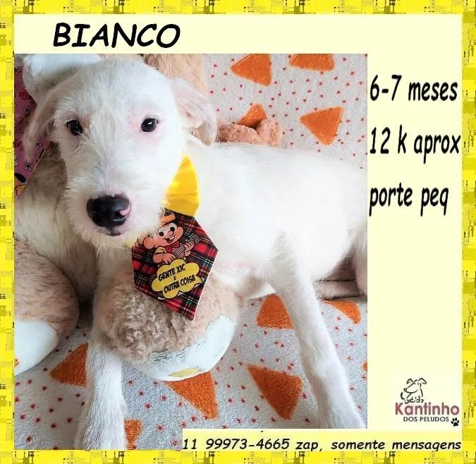 Cachorro ra a SRD-ViraLata idade 2 a 6 meses nome Bianco