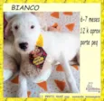 Bianco