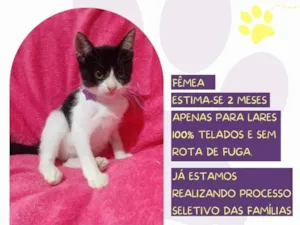 Gato raça SRD-ViraLata idade Abaixo de 2 meses nome Luna