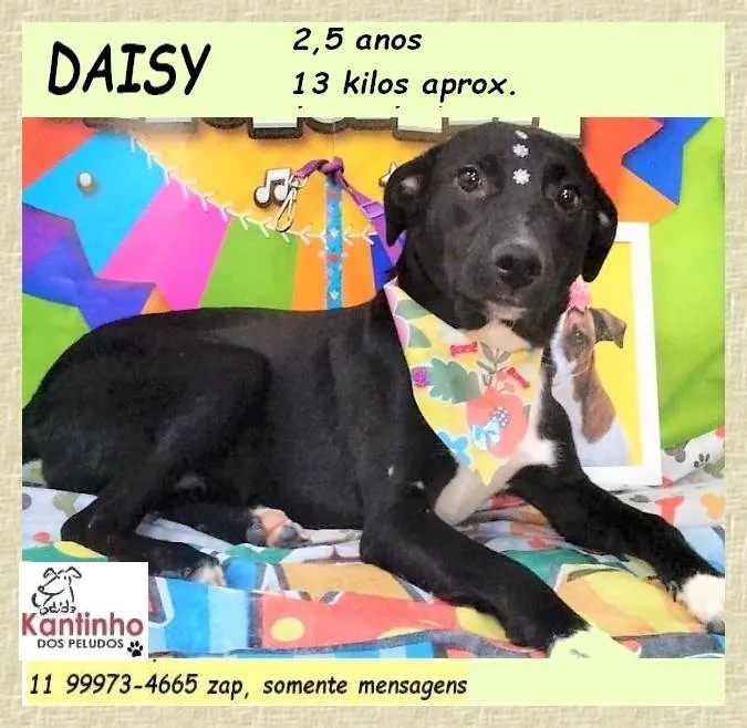 Cachorro ra a SRD-ViraLata idade 2 anos nome Daisy