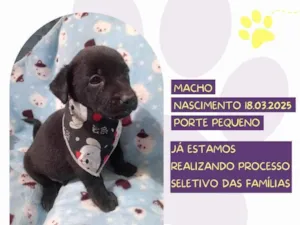 Cachorro raça SRD-ViraLata idade Abaixo de 2 meses nome Dru