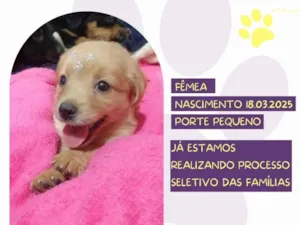 Cachorro raça SRD-ViraLata idade Abaixo de 2 meses nome Agnes