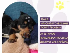 Cachorro raça SRD-ViraLata idade Abaixo de 2 meses nome Lucy
