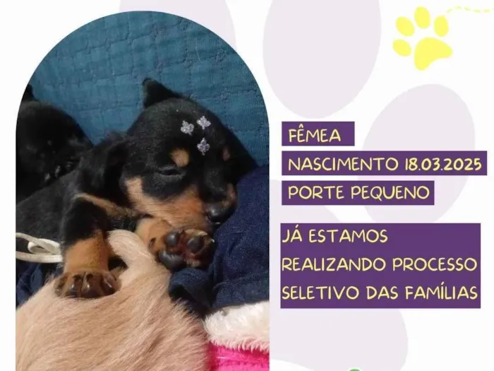 Cachorro ra a SRD-ViraLata idade Abaixo de 2 meses nome Lucy