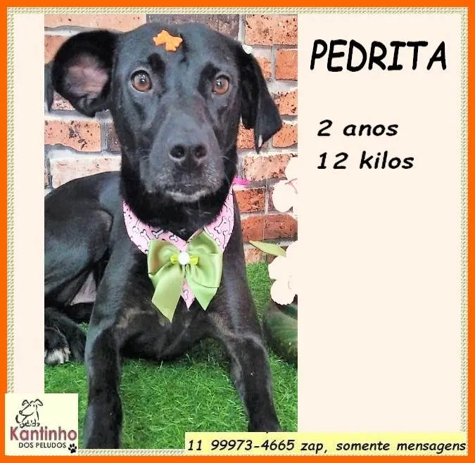 Cachorro ra a SRD-ViraLata idade 2 anos nome Pedrita