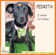 Pedrita