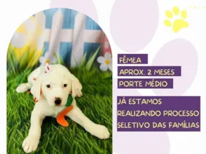Cachorro raça SRD-ViraLata idade Abaixo de 2 meses nome Margarida