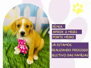 Cachorro raça SRD-ViraLata idade Abaixo de 2 meses nome Violeta 