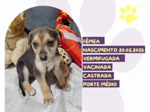 Cachorro raça SRD-ViraLata idade Abaixo de 2 meses nome Ameixa 