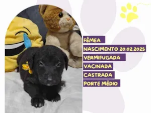 Cachorro raça SRD-ViraLata idade Abaixo de 2 meses nome Framboesa 