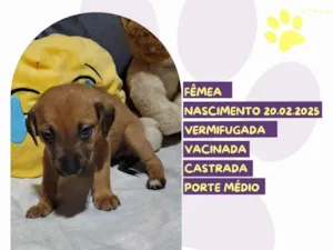 Cachorro raça SRD-ViraLata idade Abaixo de 2 meses nome Cereja