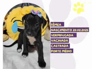 Cachorro raça SRD-ViraLata idade Abaixo de 2 meses nome Pera