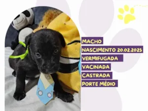 Cachorro raça SRD-ViraLata idade Abaixo de 2 meses nome Kiwi