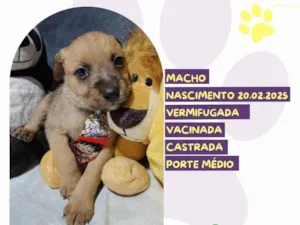 Cachorro raça SRD-ViraLata idade Abaixo de 2 meses nome Morango 