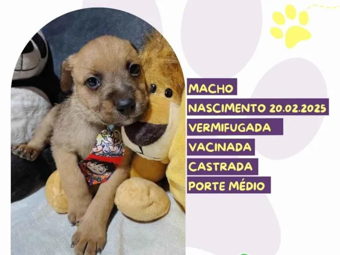 Cachorro ra a SRD-ViraLata idade Abaixo de 2 meses nome Morango 