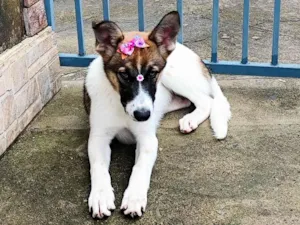 Cachorro raça SRD-ViraLata idade 2 a 6 meses nome Não tem um nome.
