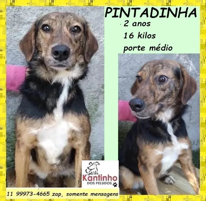 Cachorro ra a SRD-ViraLata idade 2 anos nome Pintadinha