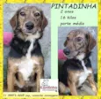 Pintadinha