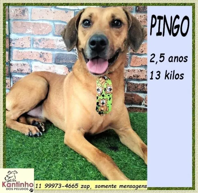 Cachorro ra a SRD-ViraLata idade 2 anos nome Pingo