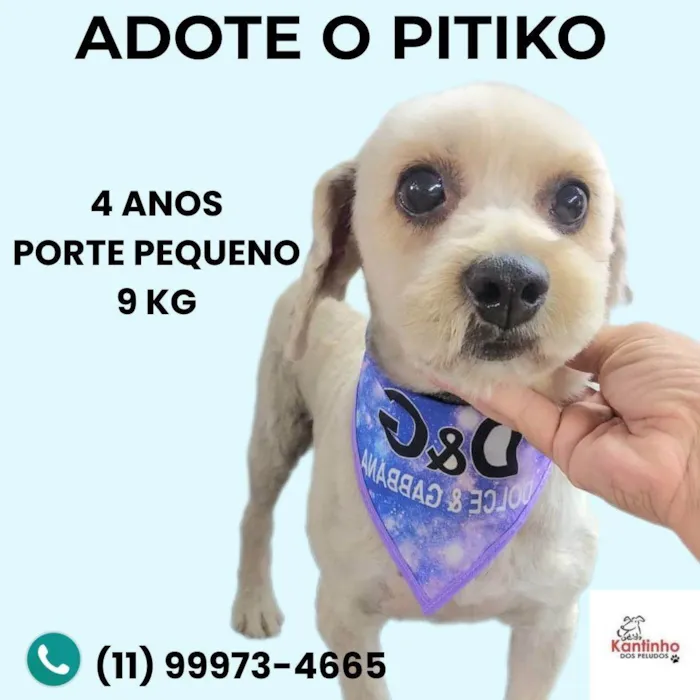 Cachorro ra a SRD-ViraLata idade 4 anos nome Pitiko