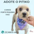 Pitiko