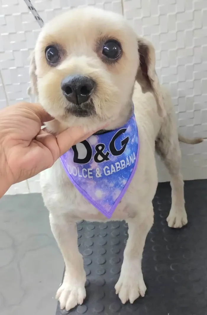 Cachorro ra a SRD-ViraLata idade 4 anos nome Pitiko