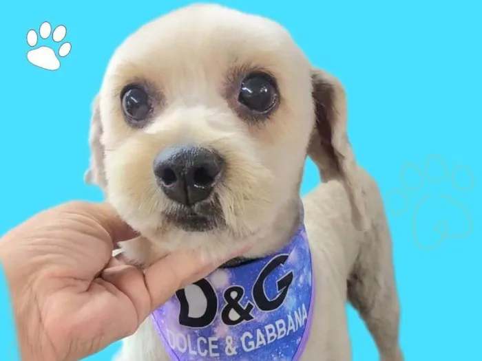 Cachorro ra a SRD-ViraLata idade 4 anos nome Pitiko