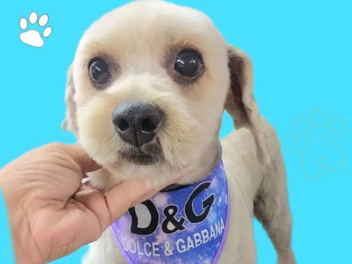 Cachorro ra a SRD-ViraLata idade 4 anos nome Pitiko