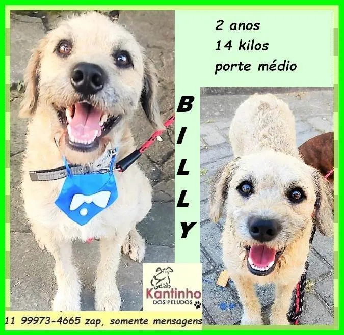 Cachorro ra a SRD-ViraLata idade 2 anos nome Billy