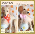 Angélica