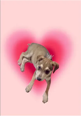 Cachorro raça SRD-ViraLata idade 2 a 6 meses nome Nino bb5meses lindíssimo 