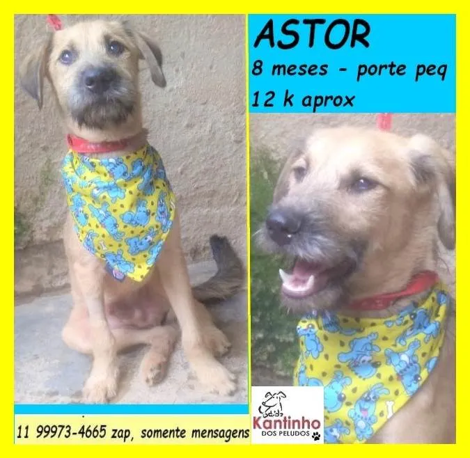 Cachorro ra a SRD-ViraLata idade 7 a 11 meses nome Astor