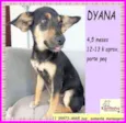Dyana