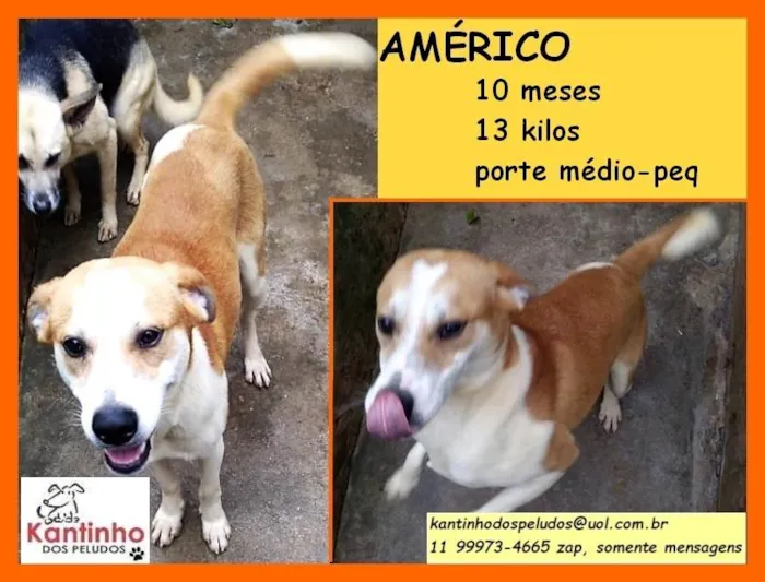Cachorro ra a SRD-ViraLata idade 7 a 11 meses nome Américo