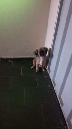 Cachorro raça Pequinês idade 2 a 6 meses nome Ivie