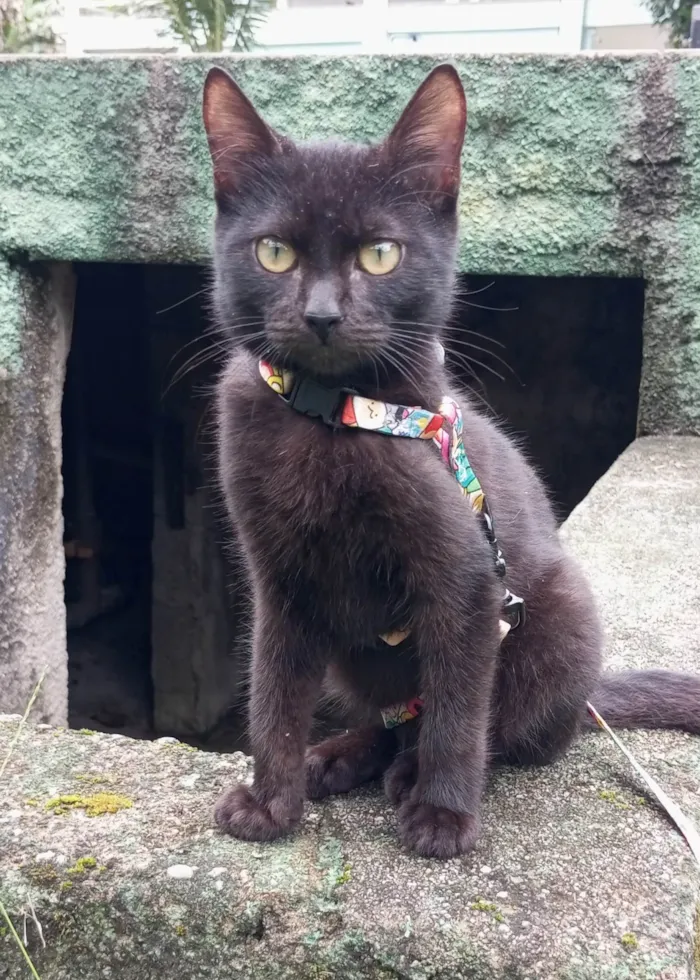 Gato ra a SRD-ViraLata idade 2 a 6 meses nome Feijao