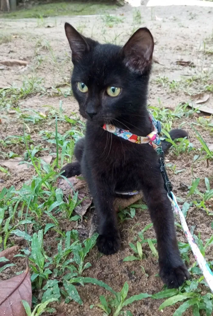 Gato ra a SRD-ViraLata idade 2 a 6 meses nome Feijao