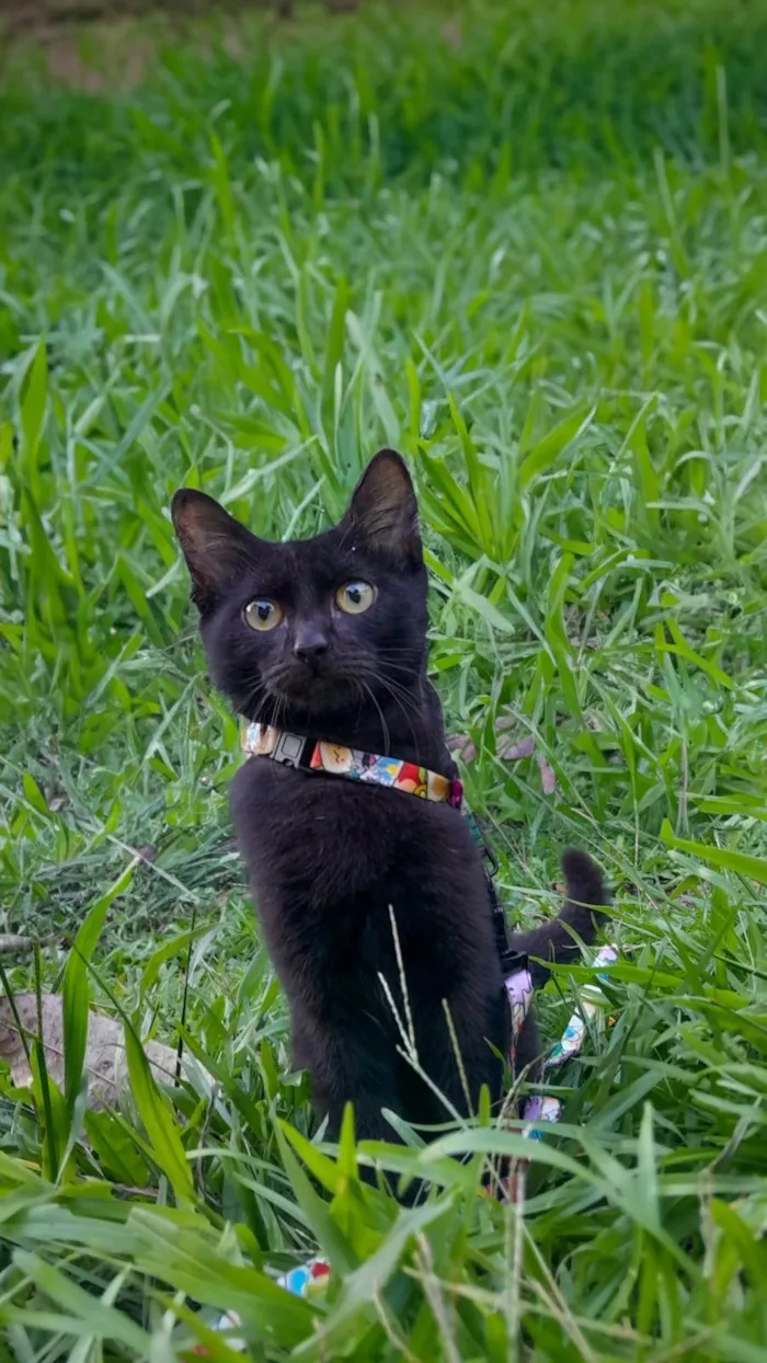 Gato ra a SRD-ViraLata idade 2 a 6 meses nome Feijao
