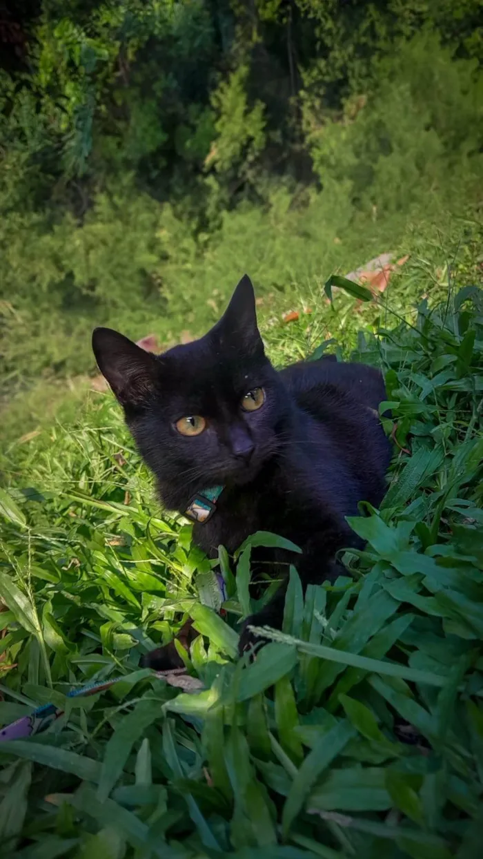 Gato ra a SRD-ViraLata idade 2 a 6 meses nome Feijao